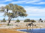 Elephant au parc National Etosha - Voyage en train de luxe en Namibie
