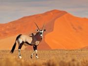 Springbok de Namibie