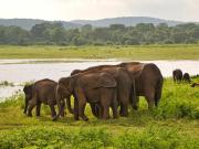 Sri Lanka en train - Horton plains