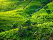 Sri Lanka en train - Plantations de thé