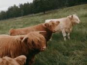 vaches des Highlands