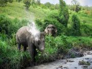 Blue Jasmine Thaïlande - Eléphants