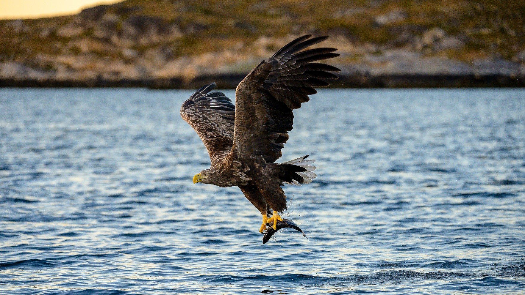Aigle des mers à queue blanche Norvege shutterstock Bjorn H Stuedal