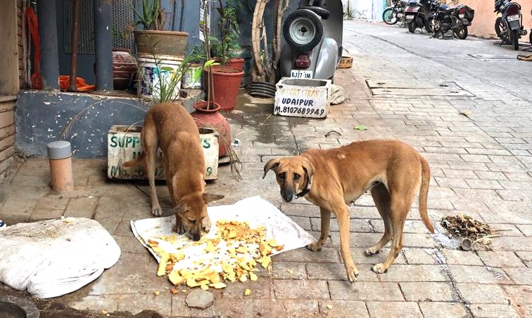 Chiens des rues Discovery Trains