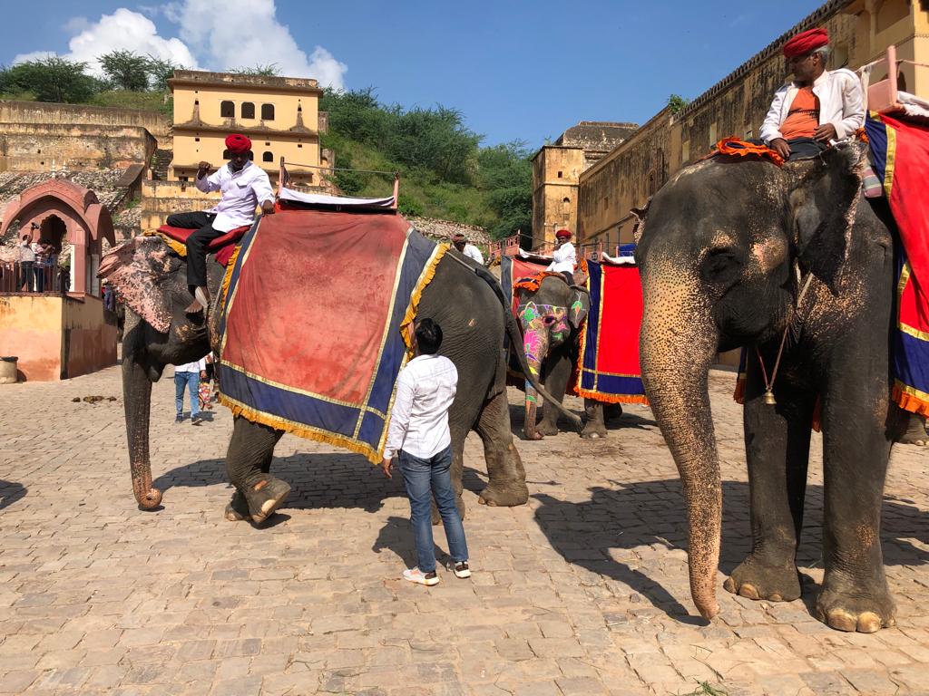 Inde Elephants au fort dAmber Discovery Trains