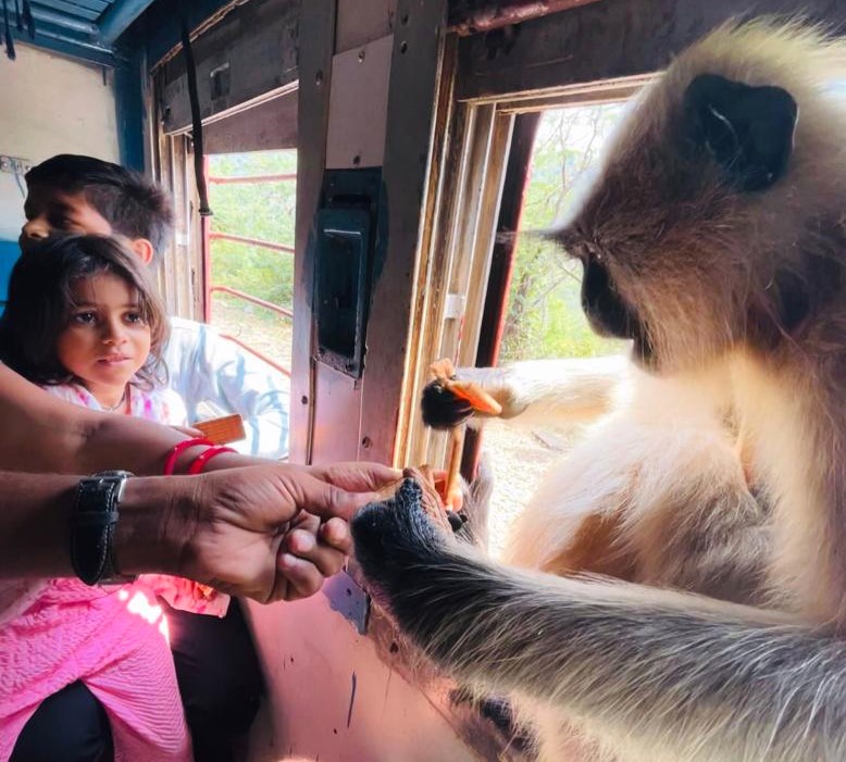 Singes dans le train Discovery Trains