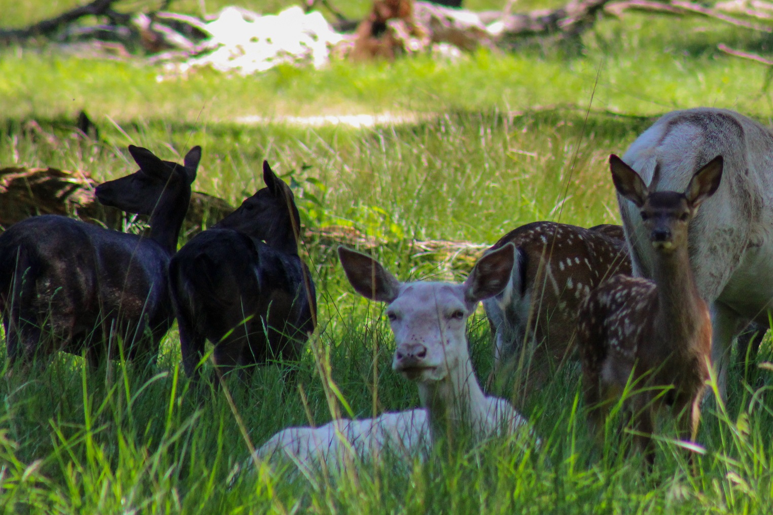 Voyage en train Albane Parc de Copenhague Discovery Trains