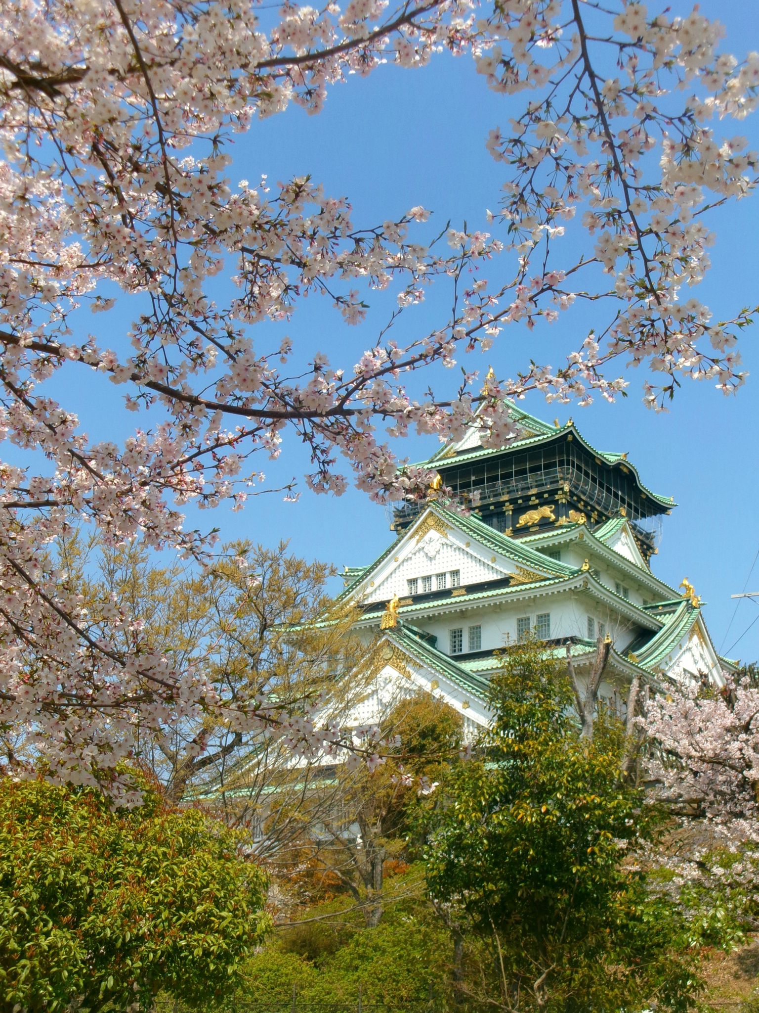 cerisiers Osaka Discovery Trains